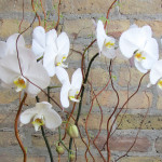 Moving Orchids & Other Potted-Plants on Shabbat