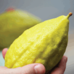 An Etrog or a Lemon?