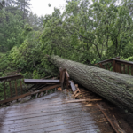Neighbor’s Fallen Tree